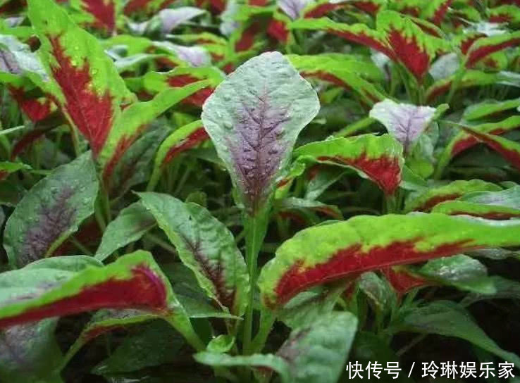 补血|这野菜比羊肉还补血,价值很高被人工种植,但市场还得12元1斤
