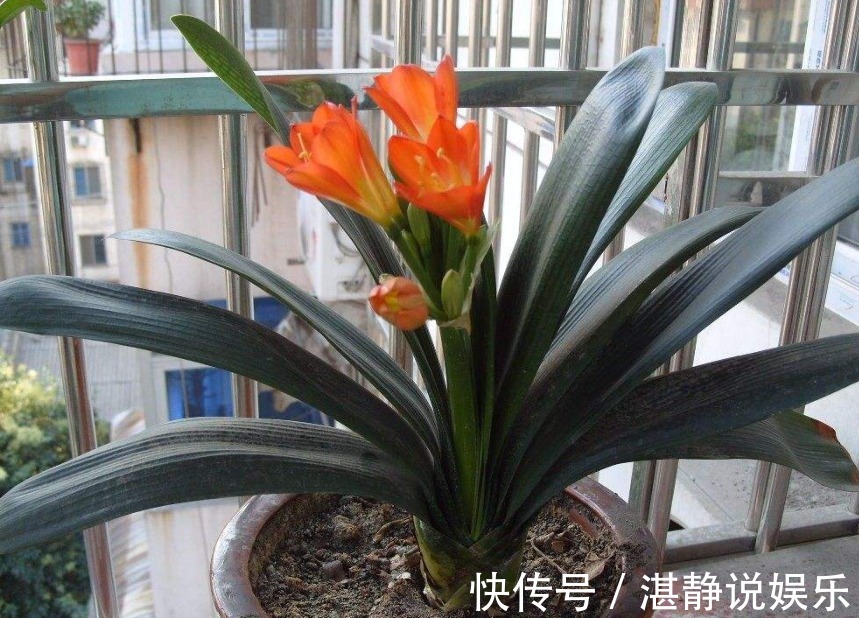 烂根|给花淋雨也要讲究方法,不然到盆里的都会变成“催命水”!