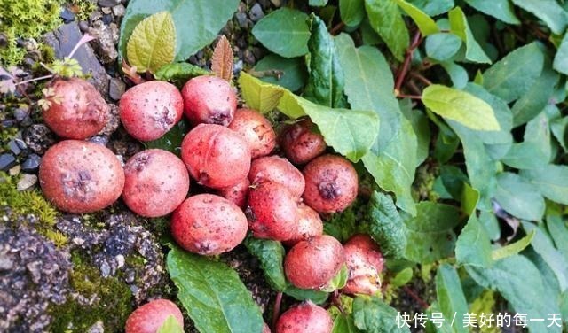 农村|果实长在泥土里,却香甜如蜜,如今农村少见,城里一斤卖70元