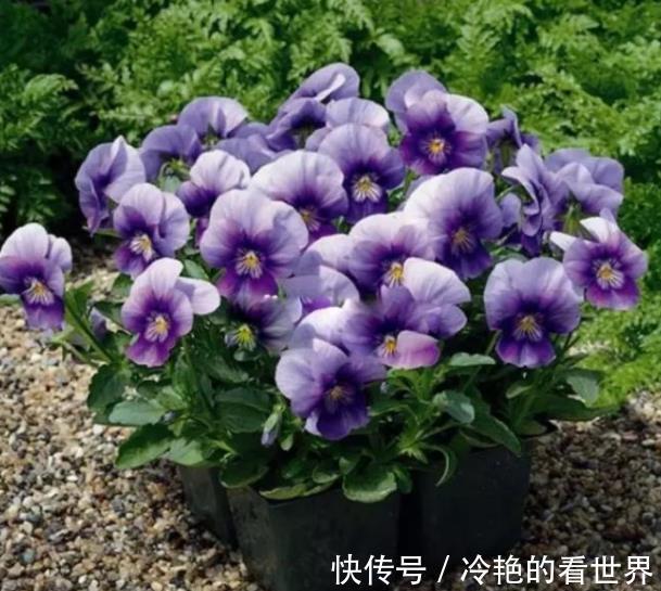 角堇|3种花号称“开花机器”，秋天生长进入关键期，掐的越狠开花越多