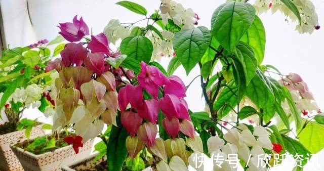 2色|一种新型花卉“龙吐珠”,1朵花开2色,开花一串串,高贵寓意好