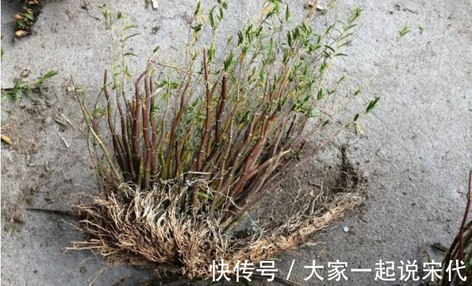 竹叶草|像竹子又不是竹子的野草,根部价比黄金,农民都了解可以制药!