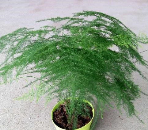 老花农透露6个养花技巧！学会后，花草养的旺，年年受用！