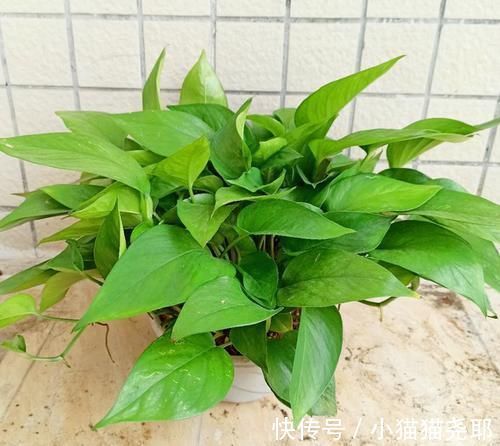 绿萝|5种花平时怕太阳晒，而到了冬天刚好相反，要多晒太阳