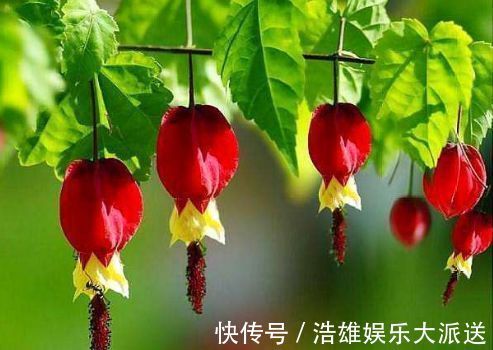 蔓性风铃花蔓性风铃花|家养几款花卉,开花勤爱爆盆,盛开时繁花似锦,美轮美奂