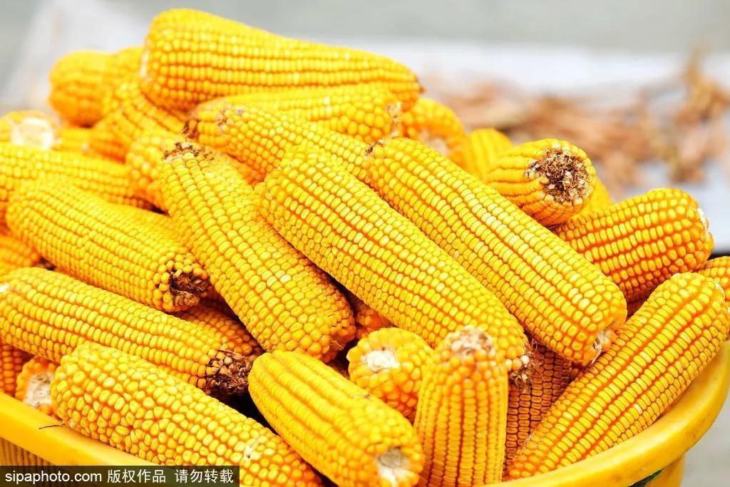 细“鼠”点滴：极不平凡的2020年，看完竟然默默流泪了！