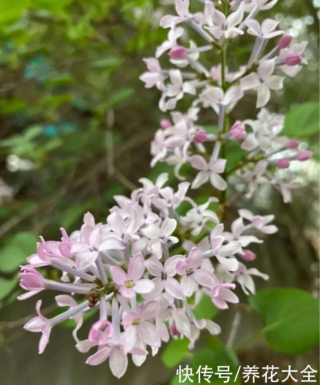 你养的花，暴露你的“性格缺点”，赶紧来测测