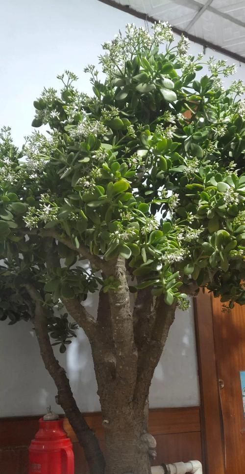 大腿|养了20年的玉树,杆子比大腿还粗,满树白花跟下雪了一样