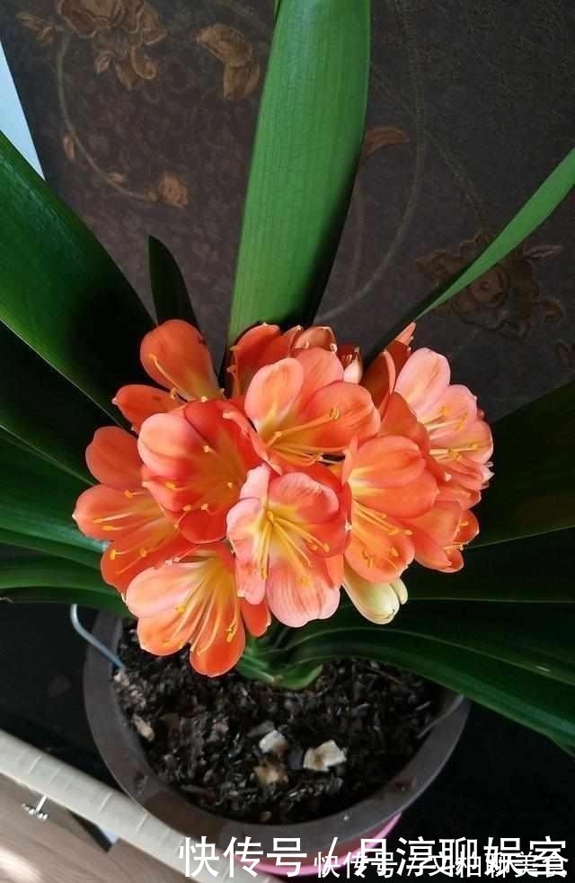 养护|养护君子兰有小技巧,您得给它照一照,全年可开花,不踩雷