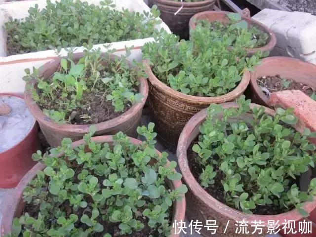 可口|1种野菜含钾高,阳台就能种,年年可摘,好吃可口!