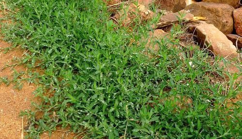 农村一种似竹子的野草,过去常用来喂猪,但营养高,煲粥味道鲜美