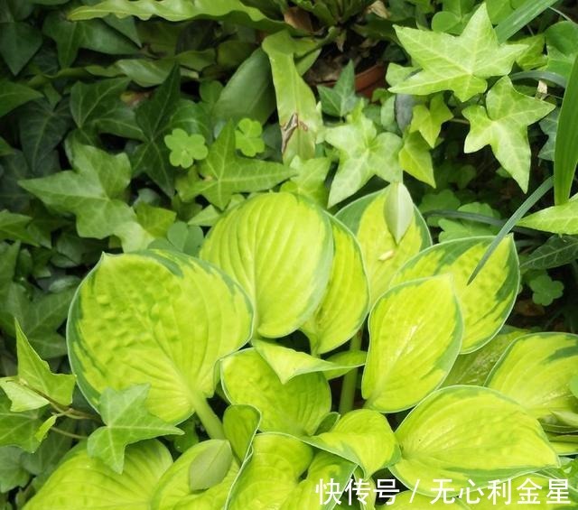 矾根|为了300㎡露台花园，毫不犹豫买了这房子，在城市屋顶过上田园生活！