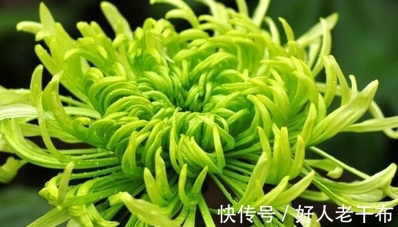 养菊花，首选这款菊花：珊瑚海洋，似紫色海葵，毛绒可爱美