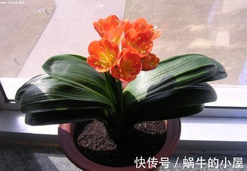 烂根|七八月份的君子兰,不能“瞎折腾”,保证健康才能安稳度夏