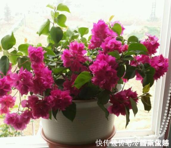 大花树|三角梅这些品种最勤花,一年四季开不停,花多得不见叶!