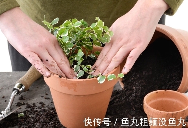 植物|养花为什么要换盆，什么时候换盆，怎么换盆才合适？