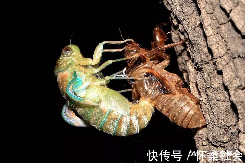 高蛋白食物|地下蛰伏5年,知了能吃吗吃了对身体有何危害为了健康别再吃错