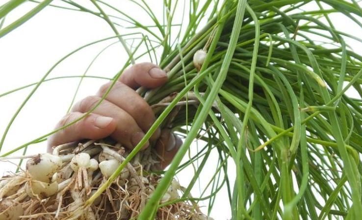 農(nóng)村這種野菜用肉都不換,營養(yǎng)價值高,而且很珍貴!