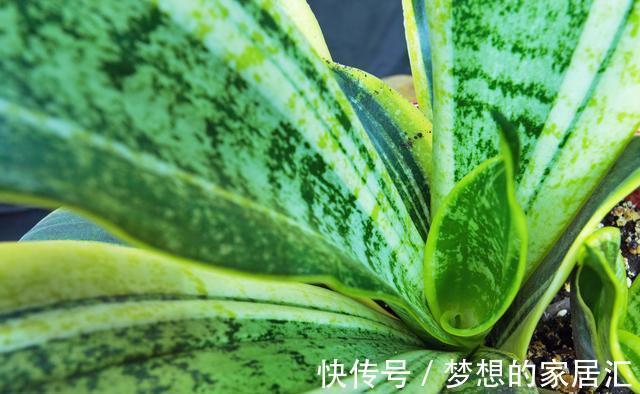 技巧|虎皮兰好养,学会了以下技巧,花纹还能随意变换,提升观赏价值