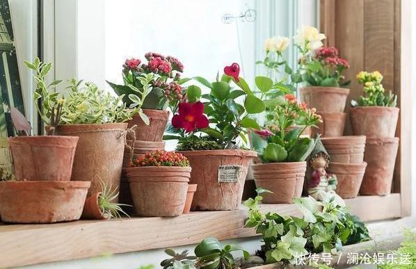 夏季养花,首选这些不怕晒,不怕旱的花卉,养着省心、看着养眼