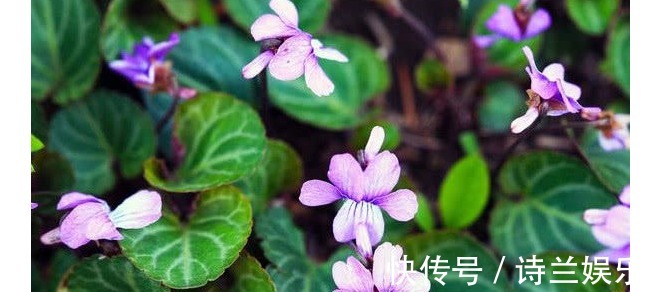 治病|以下常见的野草,能当野菜还能治病,对身体也很好