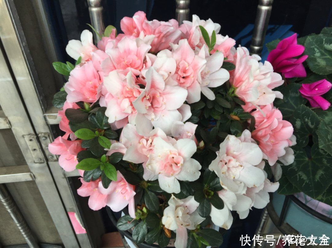  掉花苞|花还没开，花苞掉了一地，再不管就完了