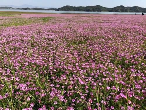 赶紧去！湖口这个地方惊现超大一片粉色花海，错过再等一年！