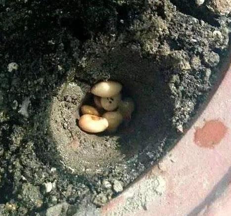 几颗“黄金豆”埋盆里，君子兰花朵大叶片绿，妈妈真会养花！