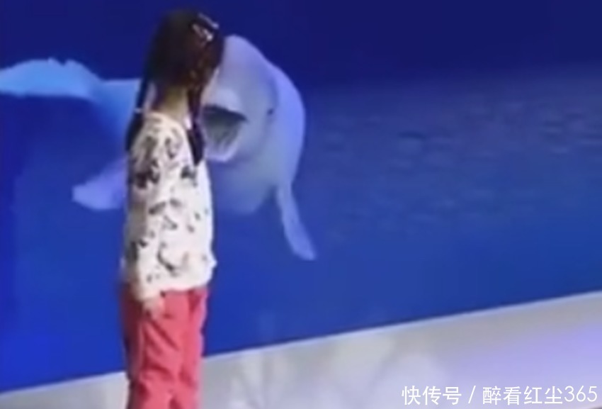 小姑娘|萌娃在水族馆跟着白鲸转圈火了，网友白鲸很惊讶，没想到你也会