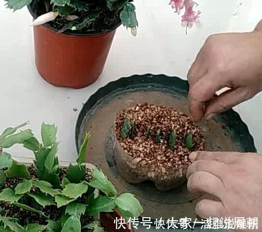 扦插|扦插蟹爪兰,掐准“时间点”,根系嗖嗖窜,养出“杠杠厚”好叶片