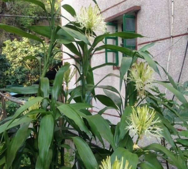 富贵竹养不好,扔个“药片”擦点“酒”,一根长2米,开花好兆头