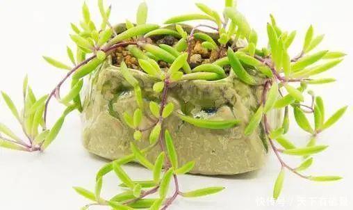 胧月|3种多肉很好养,被花友称“热不死”,太阳一晒就“很美”