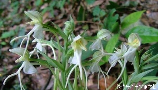 肾草|农村这种野草，根部和人参可相提并论，但是很多人把它当野草除掉