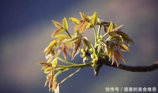 火棘|这种“树”，在农村被当柴火，殊不知花市卖得可贵，你认识几种