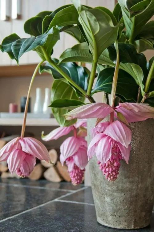 有这“6种坏习惯”,是养不好花的,快来看看你有没有