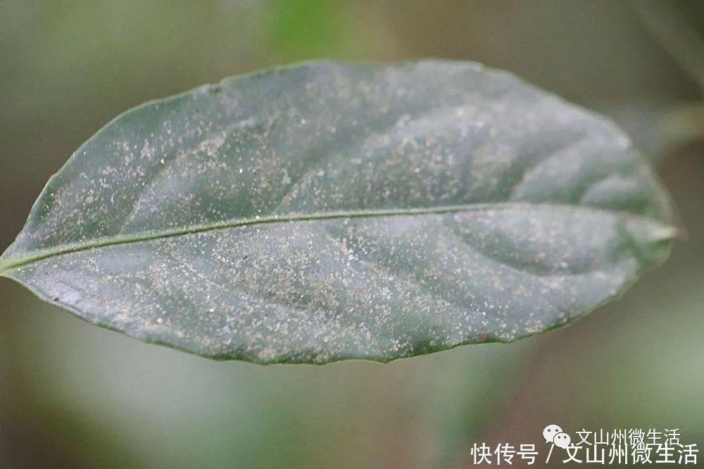 文山州这里发现五层龙