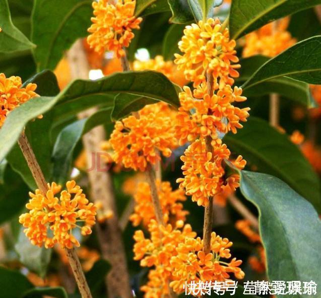 新手|想要桂花长得快,开花多,只需1个简单“动作”,新手也能做好!