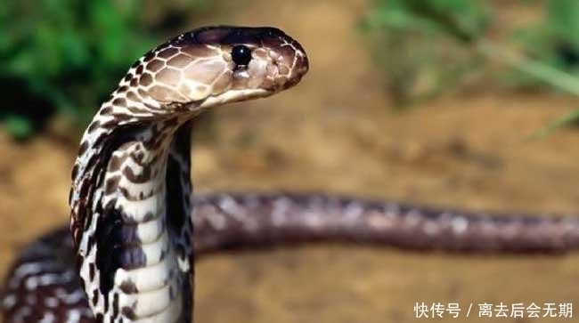 一克毒液比黄金还贵,中国境内能排上号的