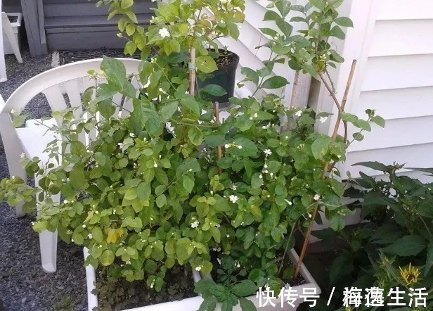 条件|茉莉盆栽开花少,别怪人不争气,没满足这些条件,谁养都一样