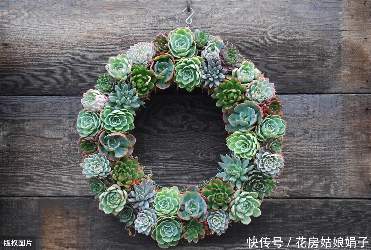 花友们|她把多肉种在篮子里,拎着就出了门,路上行人全多回头看