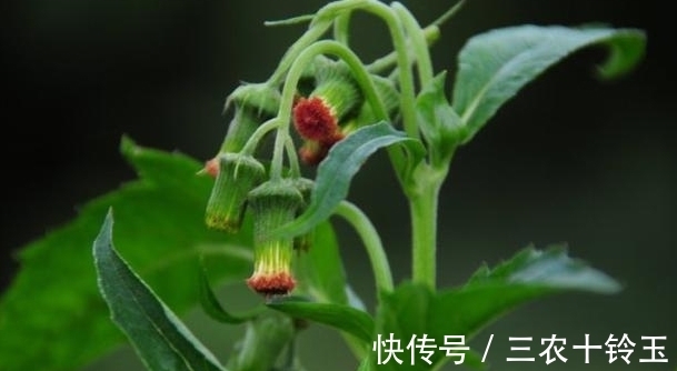 安南菜|农村一种常见野菜，农民总认为它是茼蒿，营养高，能入药治病