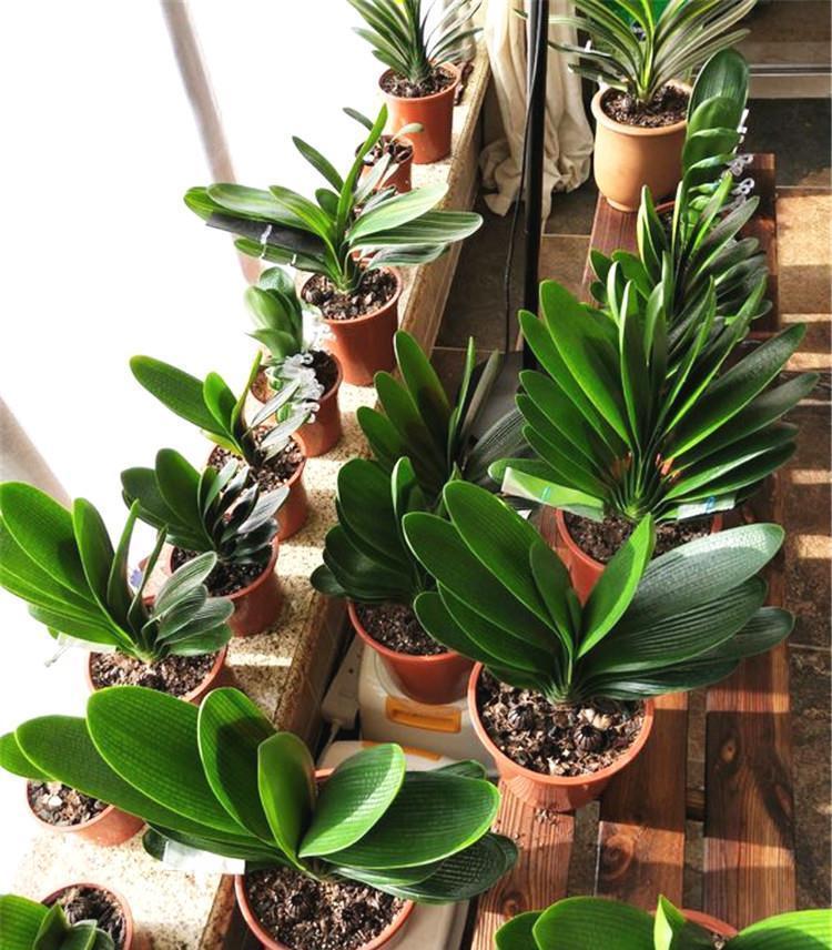 歪七|君子兰摆放,大有“讲究”,3个位置坚决不能放,歪七扭八太难看