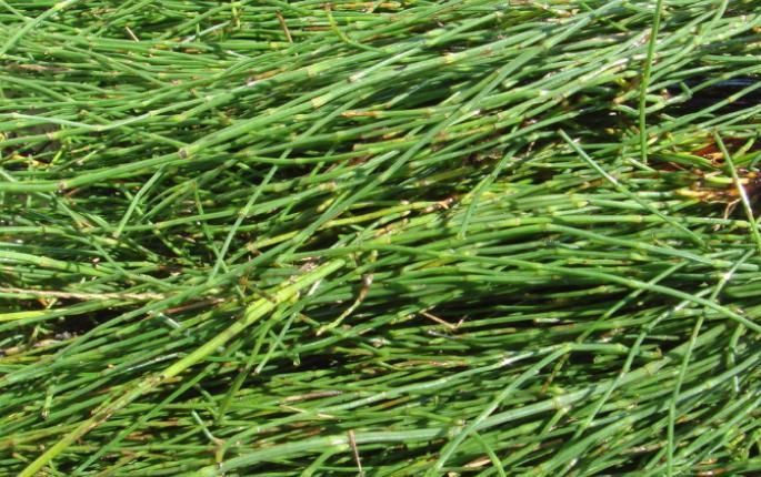 野草|这种野草,即使是在冬季,它也不会凋零,你见过吗?