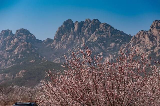 杏花|背靠五莲山！久负赏花盛名，今日一见确实惊叹