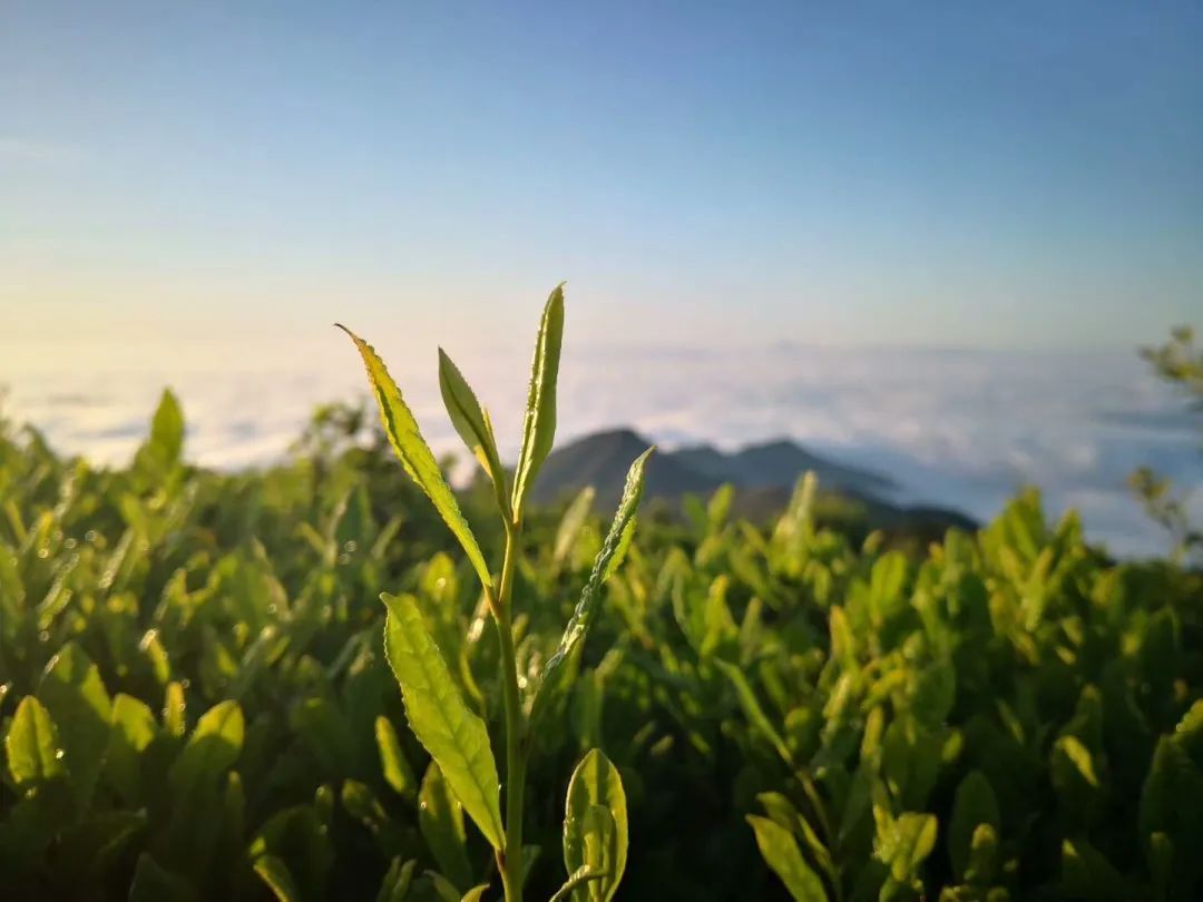 天空之镜|秋季限定：阳光正好，微风不燥，来万长山赴一场绝美之旅！