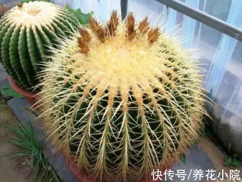 植株|天冷了，4种花要“穷养”，才能顺利过冬