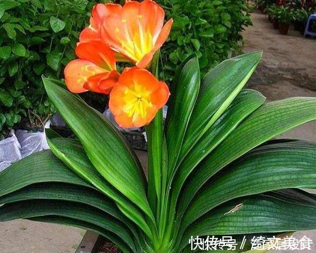 花盆|“翩翩”君子兰总是烂根土壤里撒点“它”，肉根白胖不腐烂