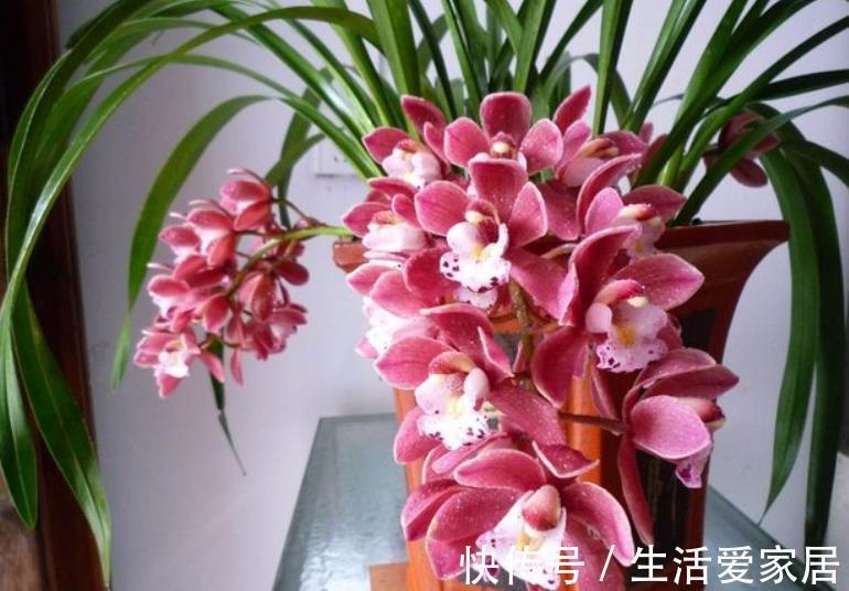 秋天逛花市,5种花值得入手,带回家好养护,皮实健壮开花美