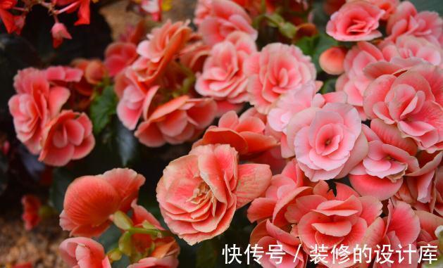 和节日很搭的8种花,花期都超长,养在室内也能美200天