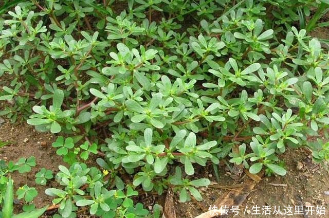 这“3种”植物,别嫌它“丑”,家里养1盆,能省不少“医药费”!